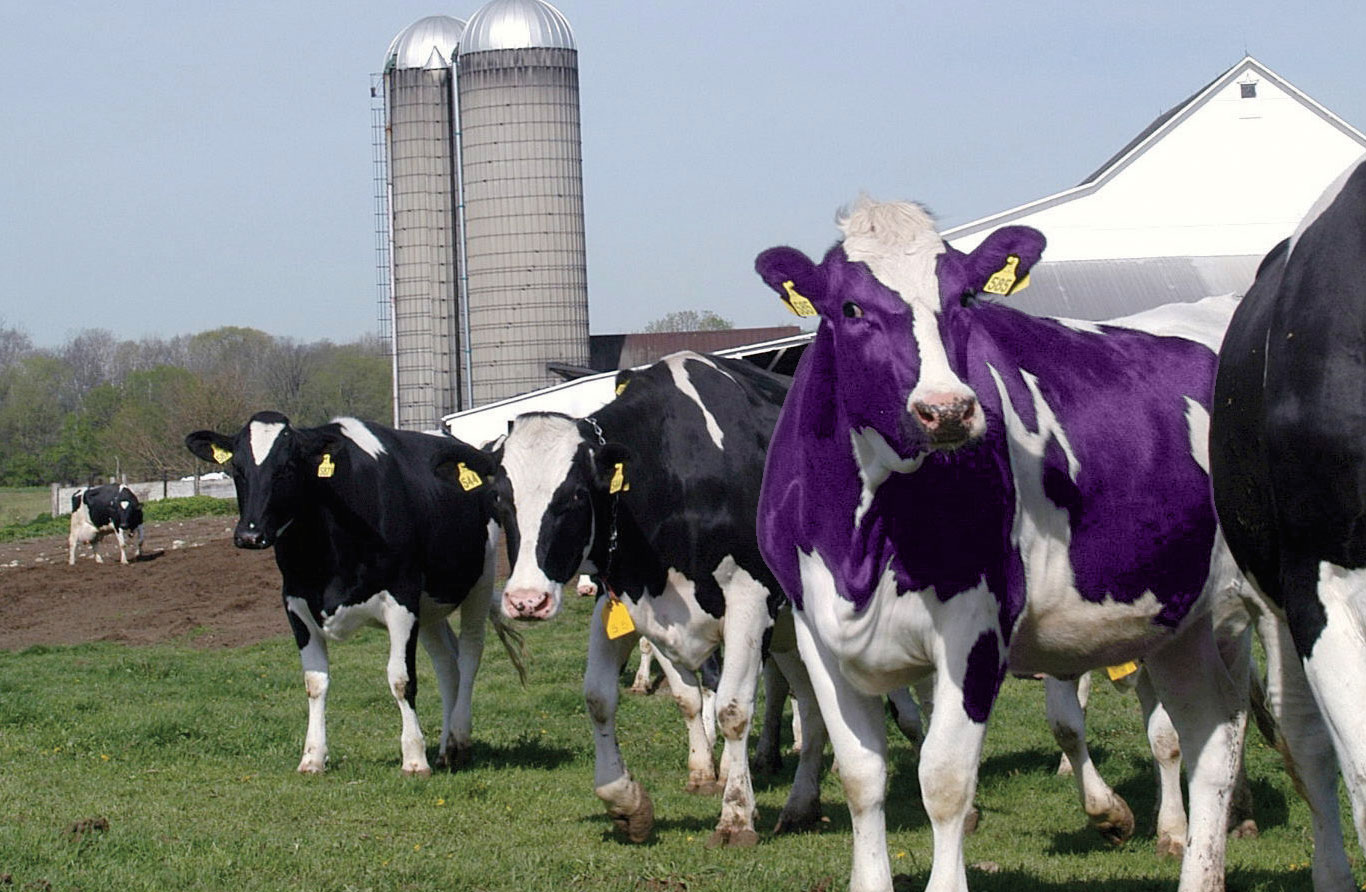 Invarosoft® | Why is your MSP boring? Become a Purple Cow!